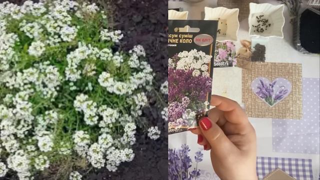Які квіти я сіяла протягом 5 років?@Однорічні,дворічні і багаторічні.Багато насіння не зійшло,чому? смотреть онлайн