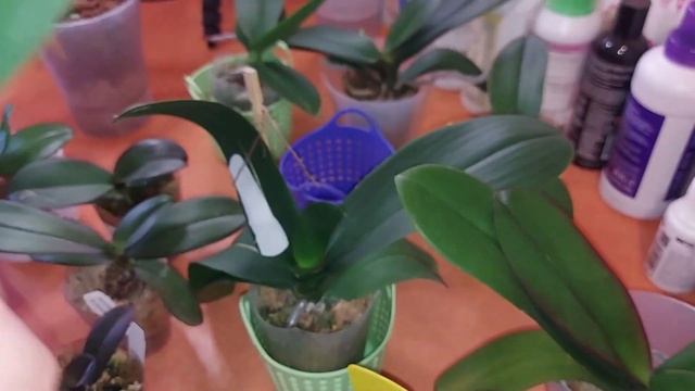 Вы купили подросток орхидеи. Когда же его пересаживать? Сразу или ?