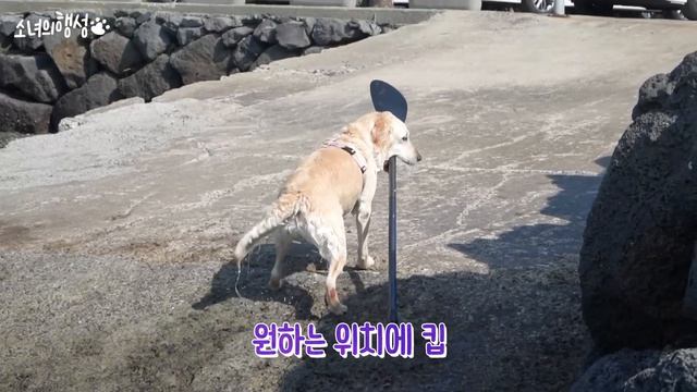 제주도에서 강아지와 패들보드를 타면 생기는 일 смотреть онлайн
