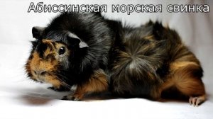 Породы морских свинок | Виды морских свинок