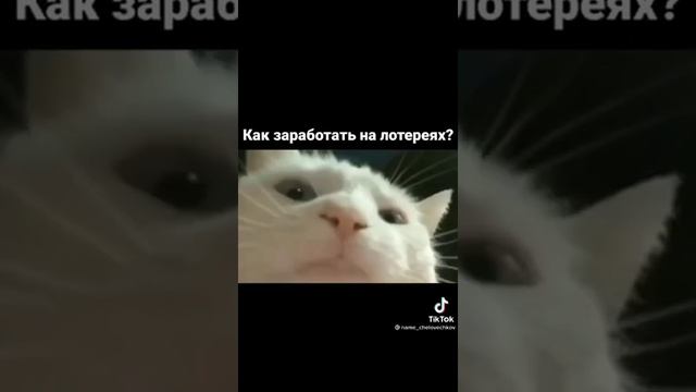 Белый кот качает головой под музыку / ТикТок • Дарси смотреть онлайн