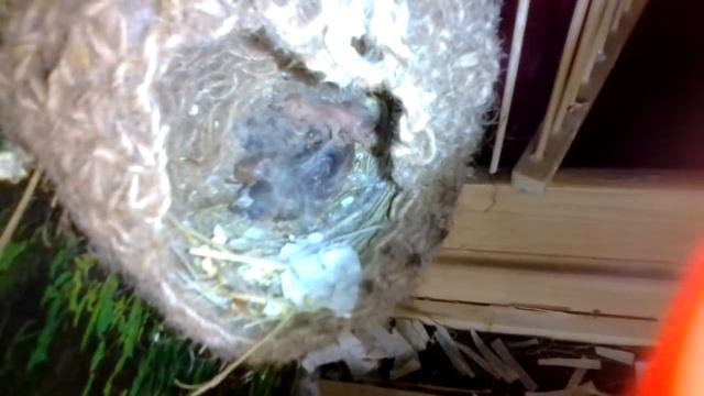 Наши Амадины)) первая кладка