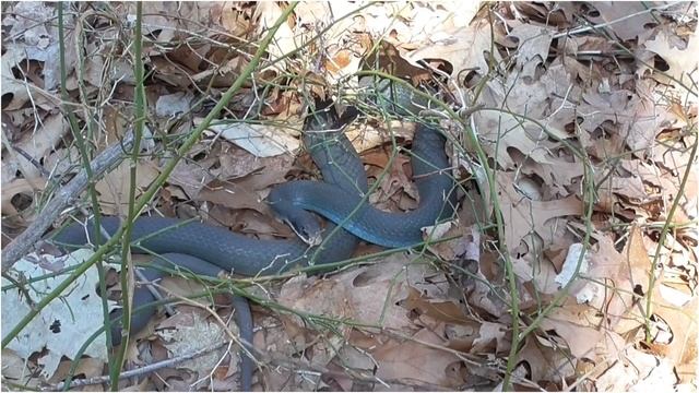 5 Most Beautiful Snakes In The World In Hindi смотреть онлайн