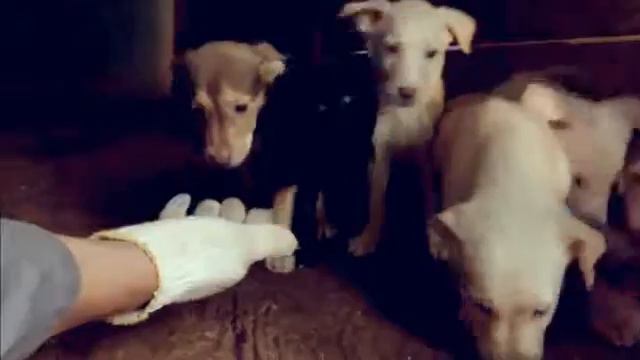 Щенки с наперсток смотреть онлайн