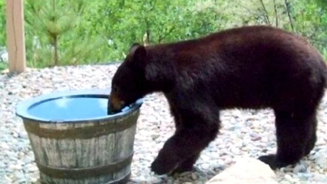 Люди наполняли бочку водой, но на утро она пустела! Причина шокирует! смотреть онлайн
