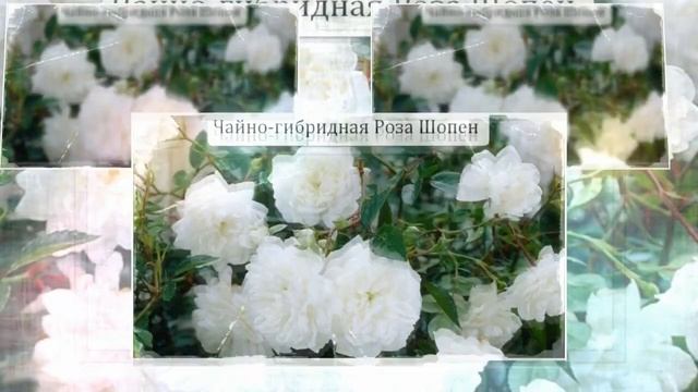 7 Сортов Чайно-Гибридных Роз смотреть онлайн
