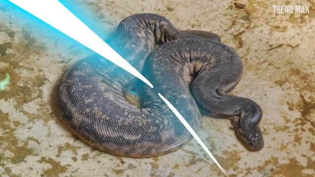 THE RAREST SNAKES In The World смотреть онлайн