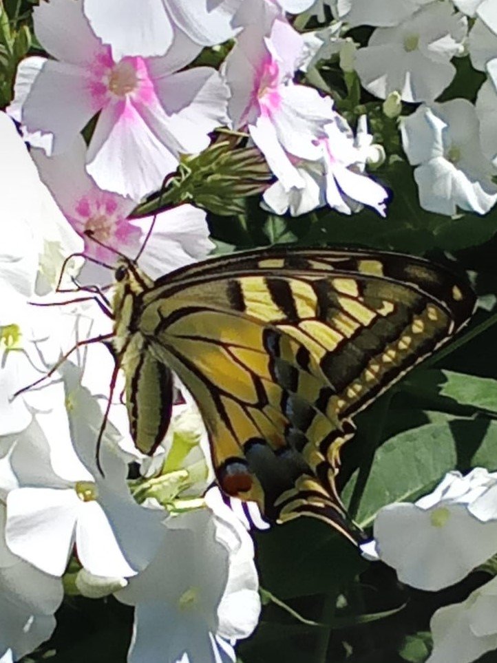 ТАНЦУЮЩАЯ БАБОЧКА! смотреть онлайн