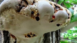 Лесное и Ишнодерма смолисто-пахучая(трутовики)