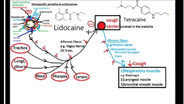 Pharmacology of ANTITUSSIVE DRUGS (cough suppressants).mp4 смотреть онлайн