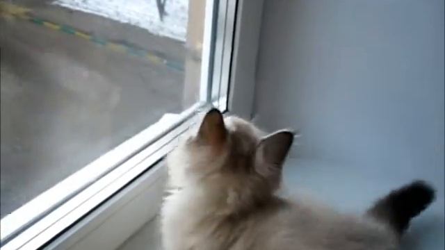 Фаворит. Невский маскарадный котёнок. http://www.star-cat.com смотреть онлайн