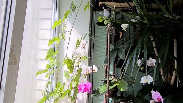 Малина растет. Длина ветвей 5 метров. смотреть онлайн