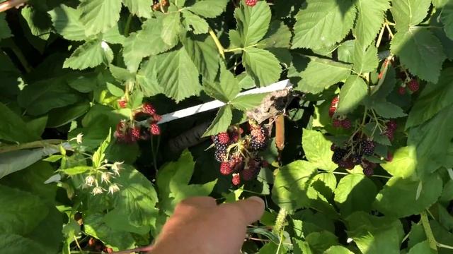 Ежевика. Вырастить легко и просто. смотреть онлайн