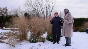 Зимний сад | Злаки в саду | Злаковые растения | Вейник | Луговик | Просо