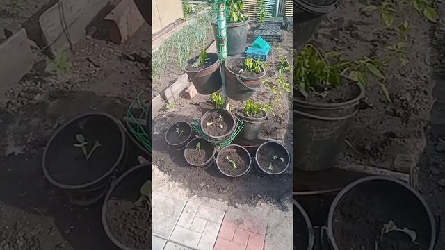Метод Савельева! Как вырастить 10 корней капусты на 1 квадратном метре смотреть онлайн