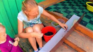 Лето, дела лесные и домашние