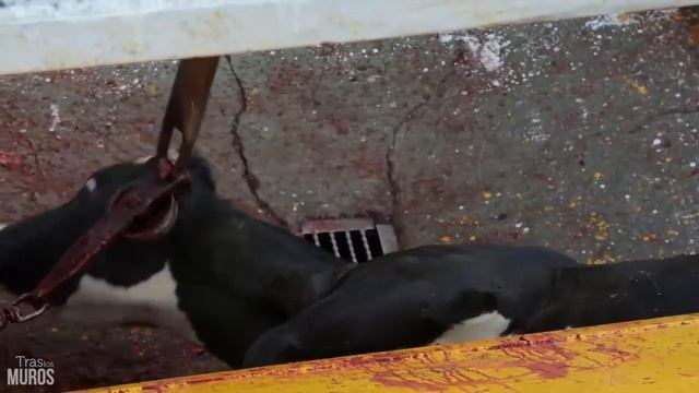 Matadero de vacas de la industria cárnica en México смотреть онлайн