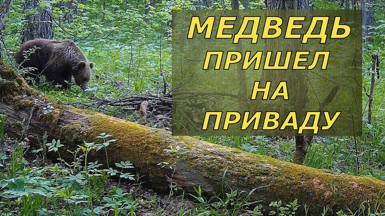 Медведь пришел на приваду. Дикая природа Башкирии. смотреть онлайн
