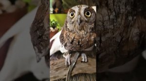 Сова сплюшка