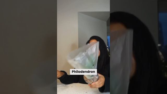 Variegated Plant Unboxing From Bros With Hoes BWH #plants #plantmarket #variegatedplant #plantlover