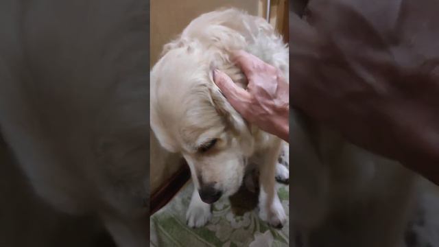 #собака #собакадруг #dog #собакадругчеловека #animal #happy Ой, не хочу лечиться! смотреть онлайн