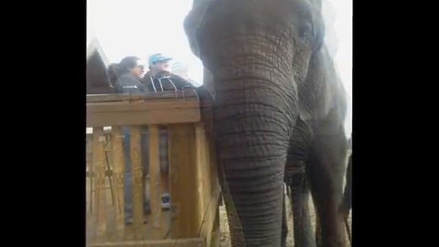 Vision Quest Safari смотреть онлайн