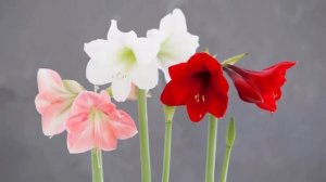 Амариллис – секреты ухода и выращивания в домашних условиях.