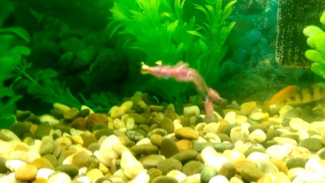 Re: Интернет-магазин Jig-fising.ru. Reins Ring Shrimp 2 смотреть онлайн