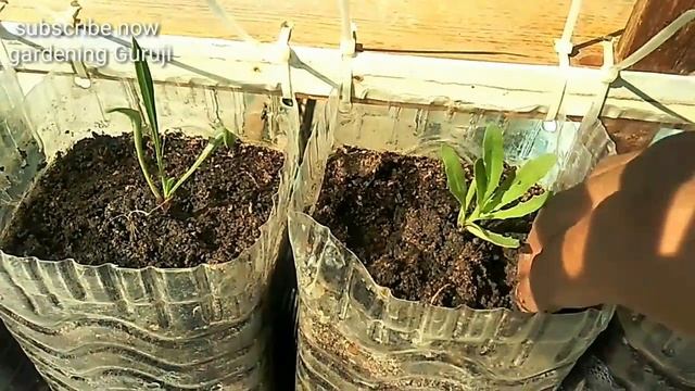 how to grow dimorphotheca care and tips смотреть онлайн