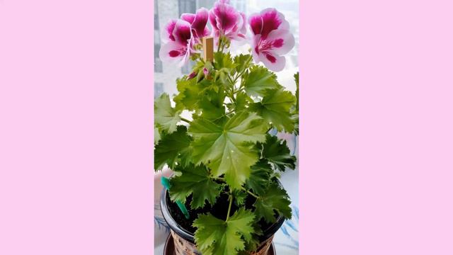 УРРААА! ЦВЕТЕТ КРАСАВИЦА - ГЕРАНЬ! смотреть онлайн