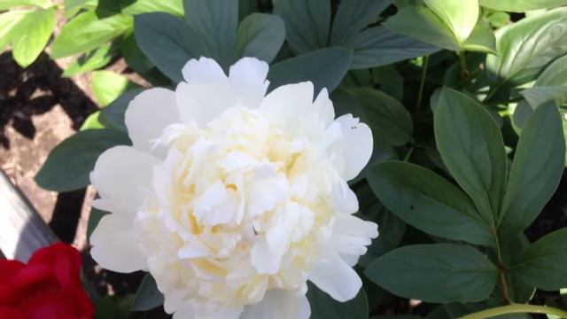 Peony Bridal Shower - www.peonyshop.com смотреть онлайн