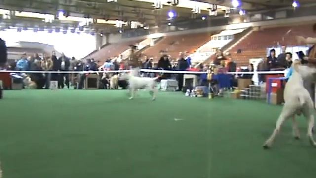 DogStatus.ru: Выставка 7 марта 2010 в ЦСКА смотреть онлайн