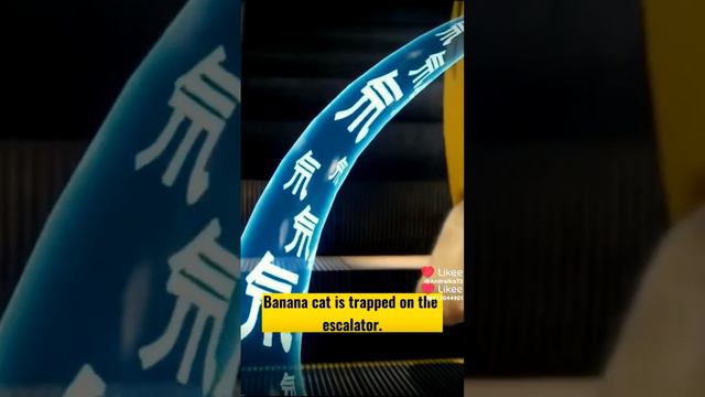 хапи хапи #sema #shoprs смотреть онлайн