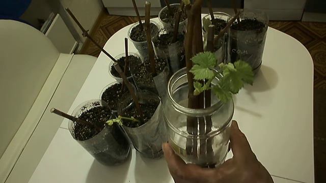 Через две недели после посадки. Продолжение. смотреть онлайн