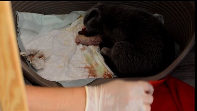 Роды шотландской вислоухой кошки. смотреть онлайн