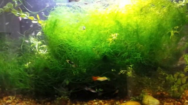 SO MUCH JAVA MOSS!!!! смотреть онлайн