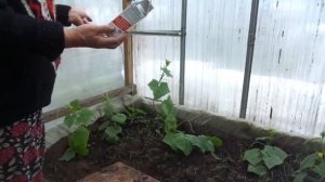 ПЕРВАЯ ПОДКОРМКА ОГУРЦОВ. Ольга Чернова.