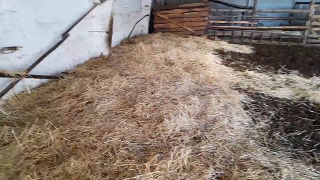 Жёлтое золото при безпривязном содержании коров. смотреть онлайн