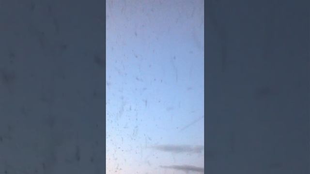 Комариный апокалипсис или вечер на красном куте смотреть онлайн