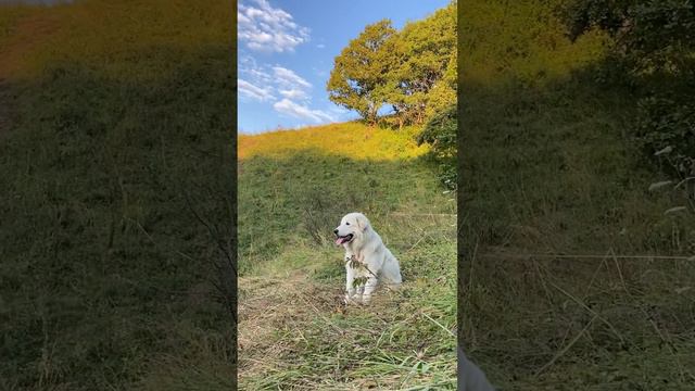 #маремма #жизнь #моймир #любовь #счастье #вселенная #ангел #горы смотреть онлайн