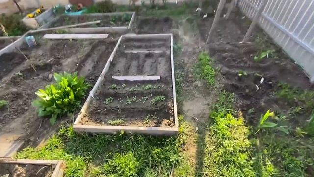 отпустил на ВОЛЮ ПАПА МАТРЁШЕК и у него клубника ЗАЦВЕЛА