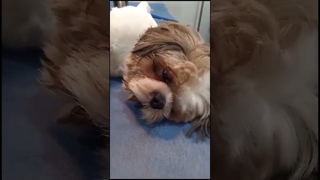 hoy es la castración de Bambi! | La Vet Oriente | Dra. Catalina Álvarez смотреть онлайн