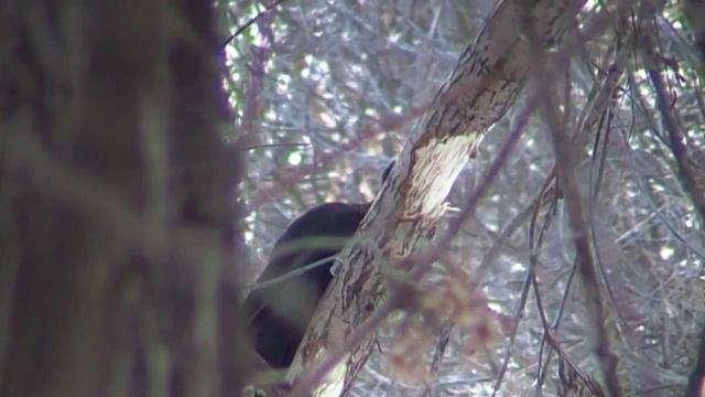 Чёрный дятел(желна) на реке Ик около Октябрьского р.Б. смотреть онлайн