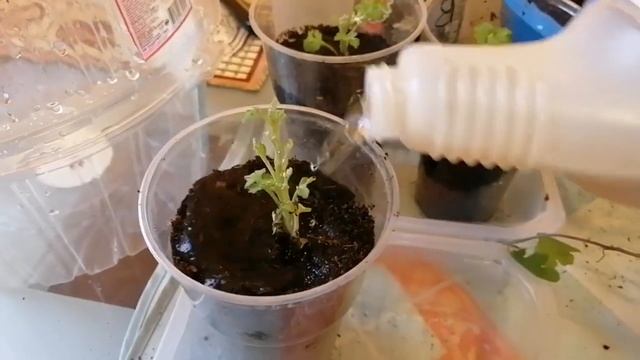 #черенки #хризантемы#фуксии#розочки_на лоджии # смотреть онлайн