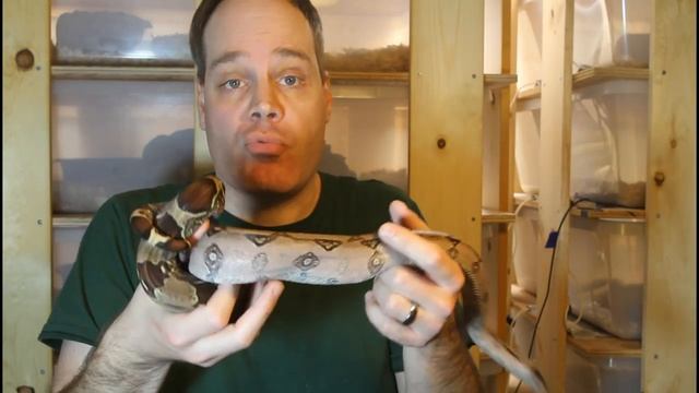 Feeding Your Boa Constrictor смотреть онлайн