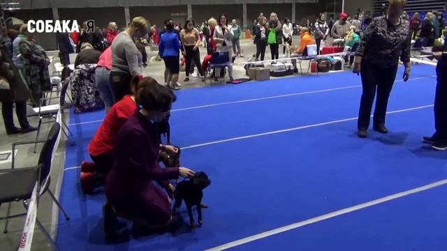Брабансоны. Выставка собак Старая охота 30.05.21 Собака я. Petit Brabanson. Dog Show смотреть онлайн