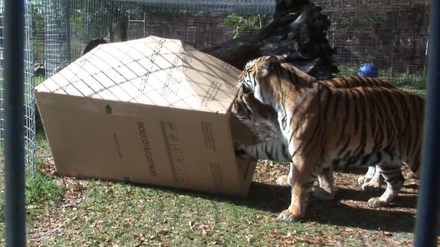 BIG CATS like boxes too! смотреть онлайн