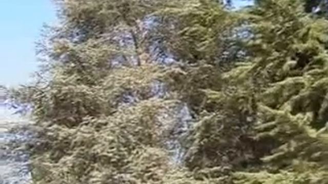 Bible's historical trees. смотреть онлайн