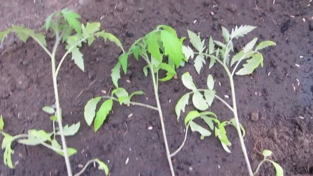 ВЫСАЖИВАЮ ТОМАТЫ В ТЕПЛИЦУ. смотреть онлайн