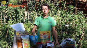 Вишня. Посадка и уход.